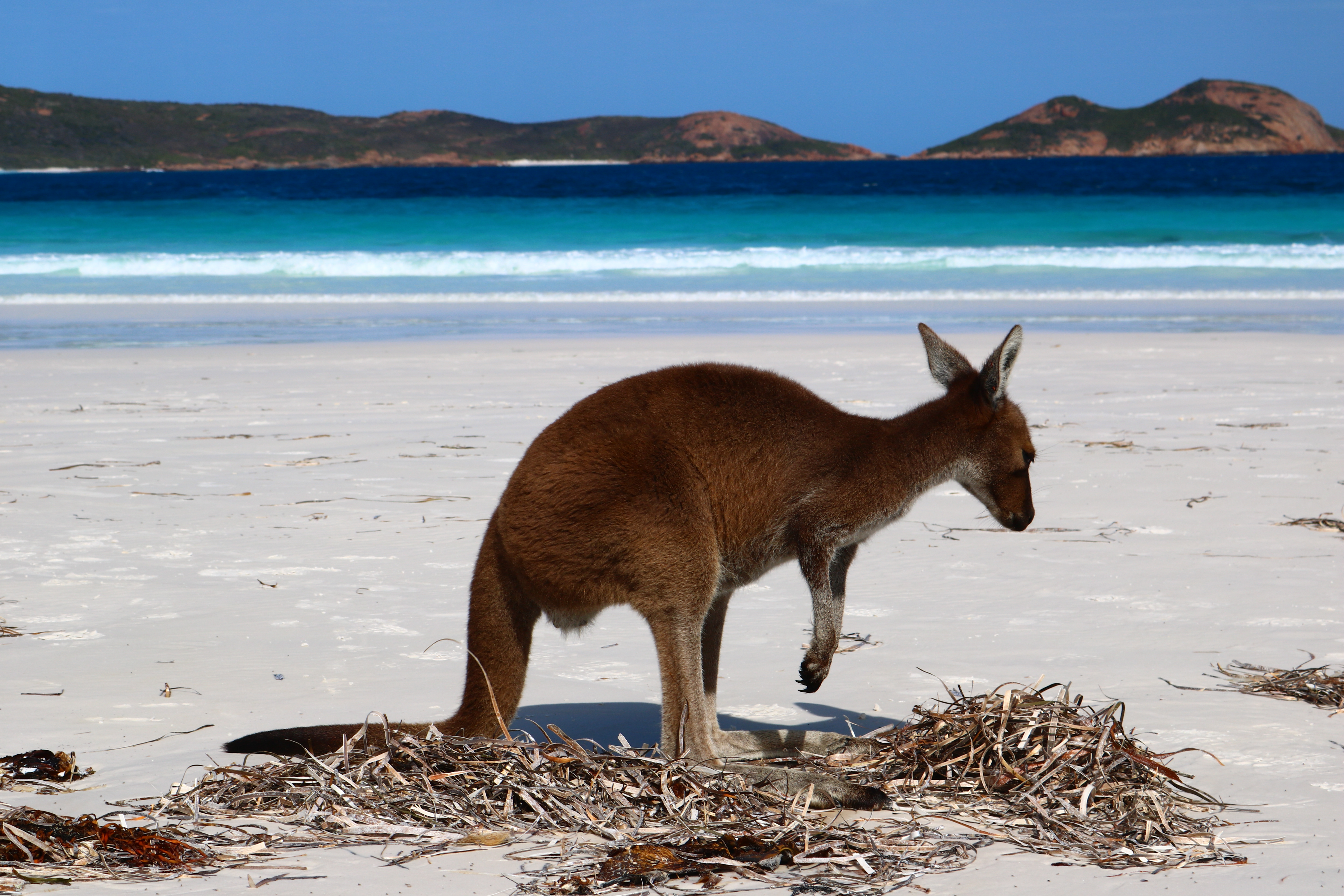 Australie