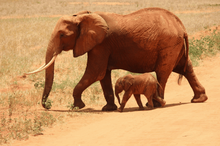 Tanzanie