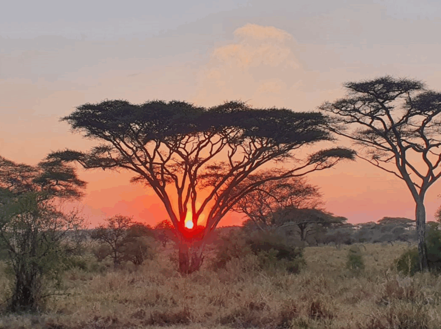 Tanzanie