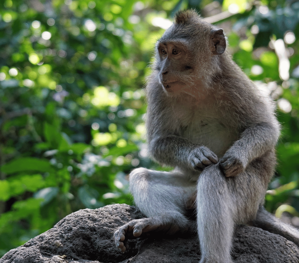 bali