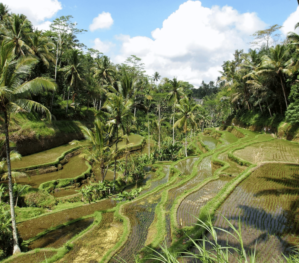 bali