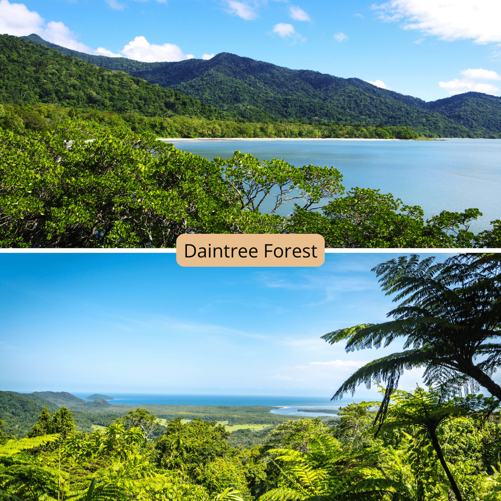daintree forest